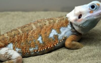 Baby Bearded Dragon