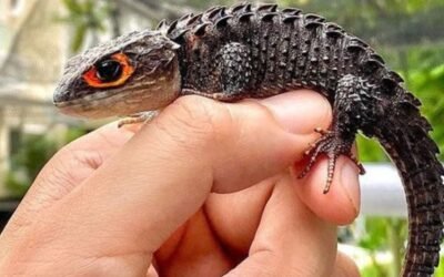 Black Bearded Dragon