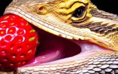 Can bearded dragons eat strawberries