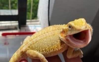 Bearded dragon mouth open