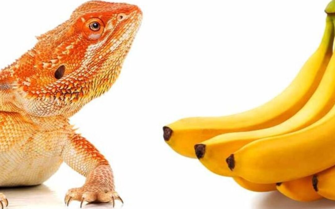 Can bearded dragons eat bananas