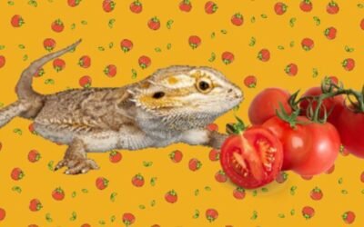 Can bearded dragons eat tomatoes