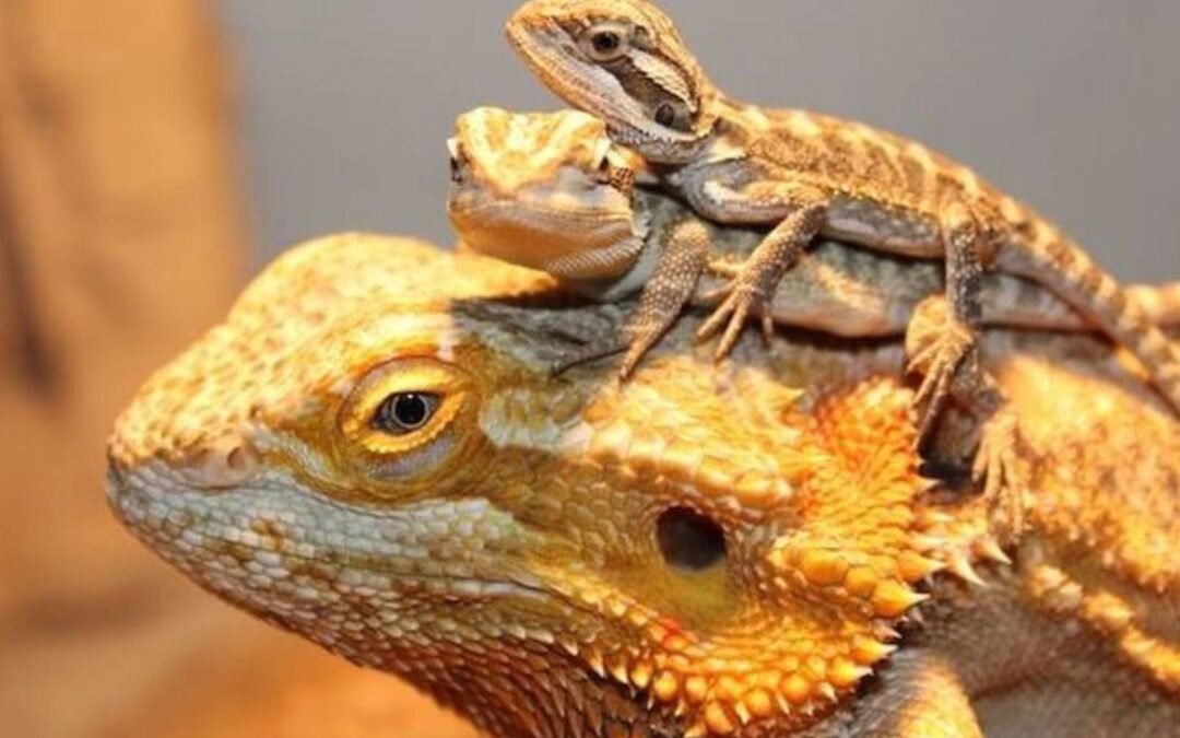 Are bearded dragons good pets