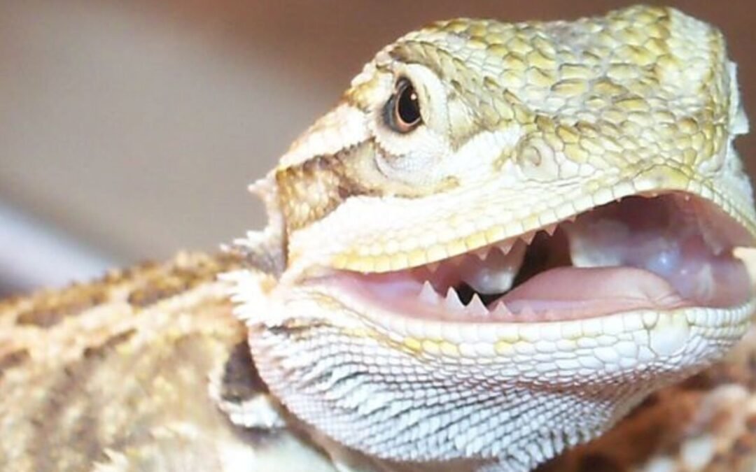 Bearded dragon teeth