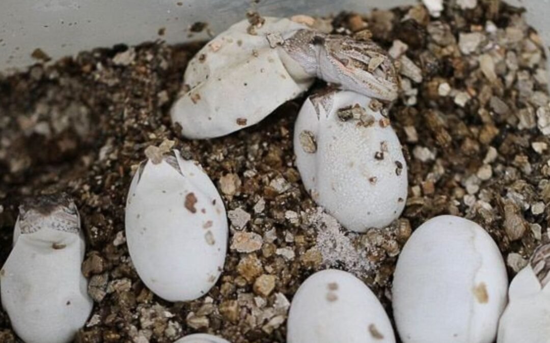 Bearded dragon eggs