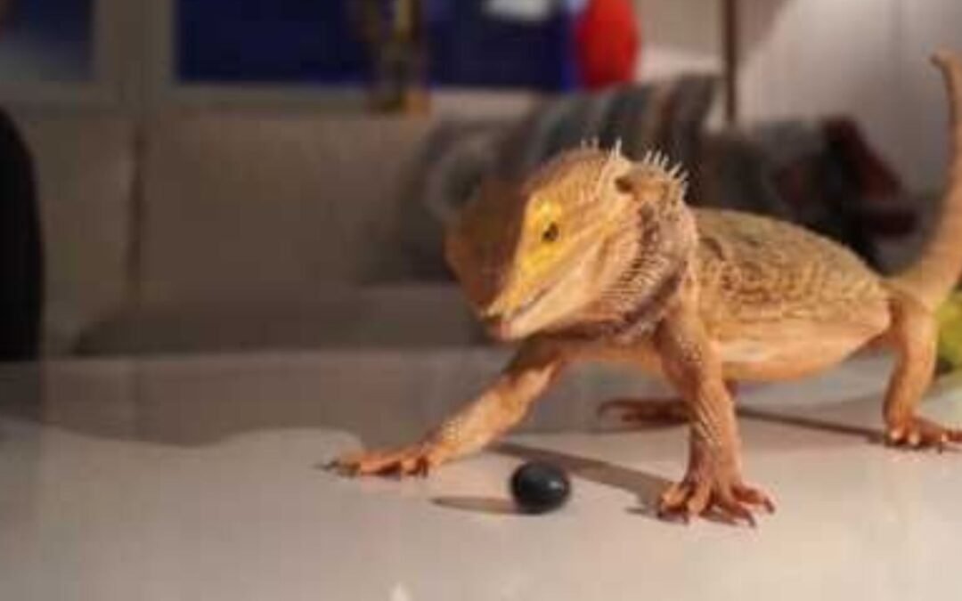 Can bearded dragons have blueberries