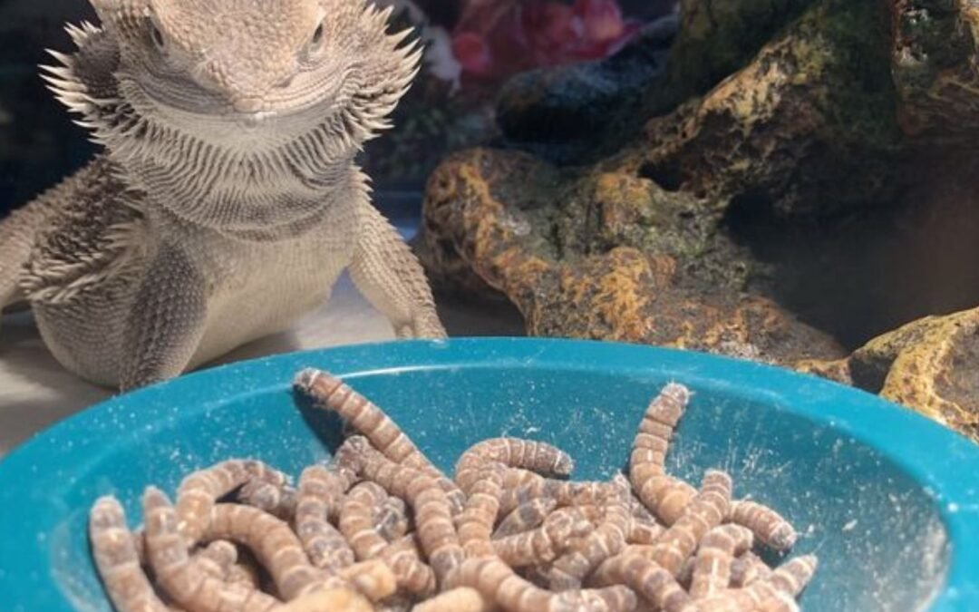 Bearded Dragon diet insects